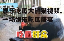 娱乐吃瓜大熊猫视频,一场娱乐吃瓜盛宴