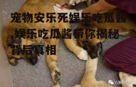 宠物安乐死娱乐吃瓜酱,娱乐吃瓜酱带你揭秘背后真相