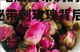 娱乐吃瓜酱带刺的玫瑰,揭秘带刺玫瑰背后的故事