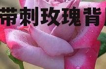 娱乐吃瓜酱带刺的玫瑰,揭秘带刺玫瑰背后的故事