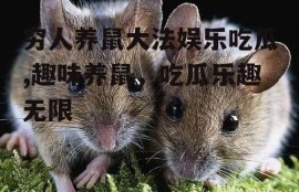 穷人养鼠大法娱乐吃瓜,趣味养鼠，吃瓜乐趣无限