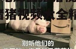 娱乐吃瓜酱猪猪视频大全,猪猪视频大全精彩回顾