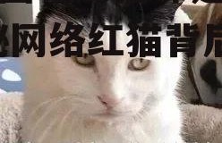 娱乐圈吃瓜猫咪是谁啊,揭秘网络红猫背后的故事